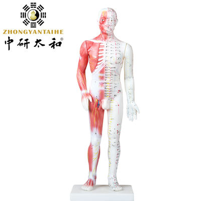 Chiński model ciała z akupunkturą z mięśniami 60/85/170cm