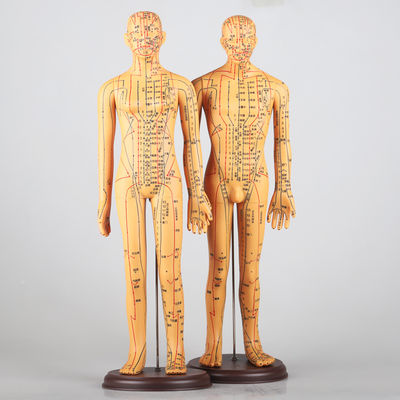 Diagram merydian włączający akupunkturę Model ciała Około 5 kg wszechstronny dla różnych technik