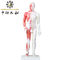 Chiński model ciała z akupunkturą z mięśniami 60/85/170cm