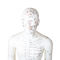 50 cm punktowy męski model akupunktury Certyfikat GMP ludzkiego ciała